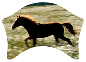 DABAN-340 Gone Riding